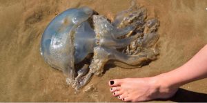 jellyfish attack