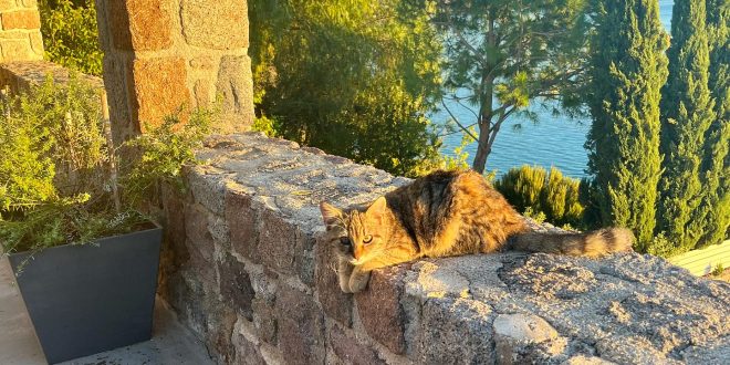 Νοέμβριος #aegina #view #saronic #ladygagathecat...